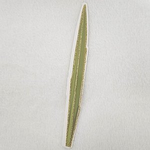 ����� ���� , 20 ��'